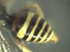 Nomada fucata
